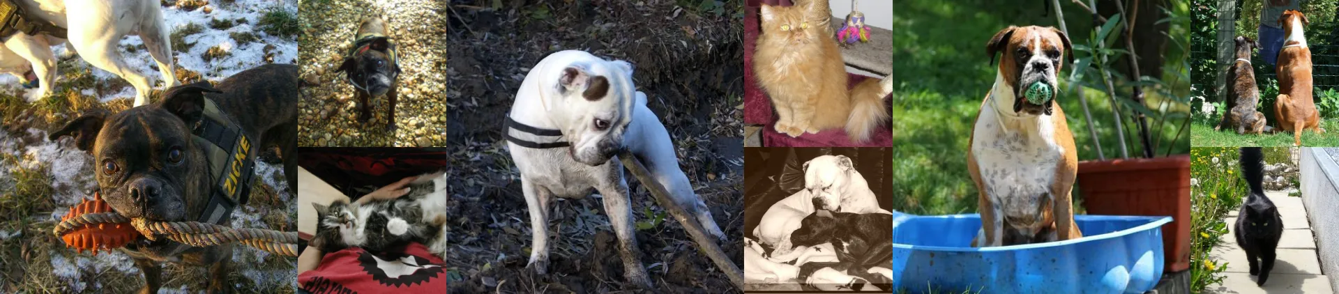 Fotocollage von Hunden und Katzen