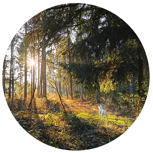 Oskar im Wald in dem die Sonne durch die Bäume scheint