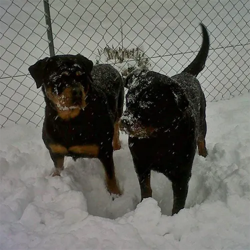 Die beiden Rottweiler Lea & Quantas beim spielen im Schnee